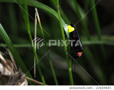 Genji fireflies to emit light 22684665