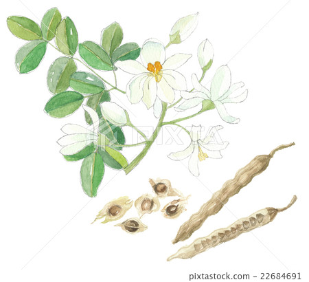 辣木的花，果實和種子 22684691