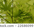 Autumn leaves 22686099