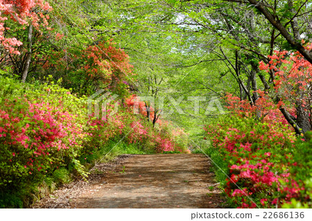 Yamasakiyama的杜鵑花 Yamasakiyama的杜鵑花 22686136