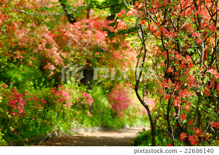 Yamasakiyama的杜鵑花 Yamasakiyama的杜鵑花 22686140