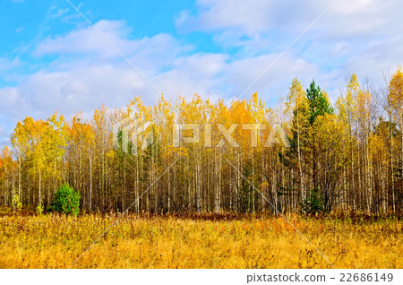 Forest autumn yellow and blue sky Forest autumn yellow and blue sky 22686149