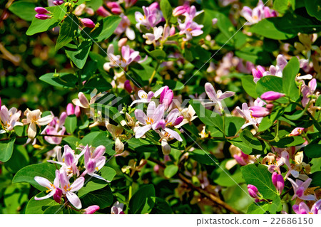 Honeysuckle pink with leaves 22686150