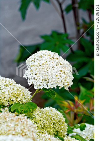 Hydrangea white with leaves 22686151