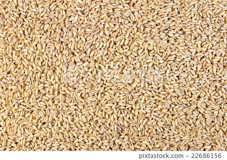 Pearl barley texture Pearl barley texture 22686156