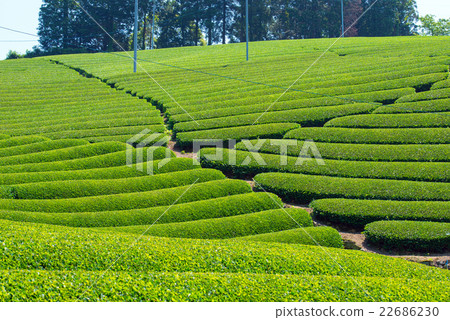 茶園 茶園 22686230