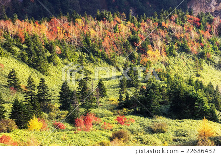 Fall of Shiga Kogen 22686432