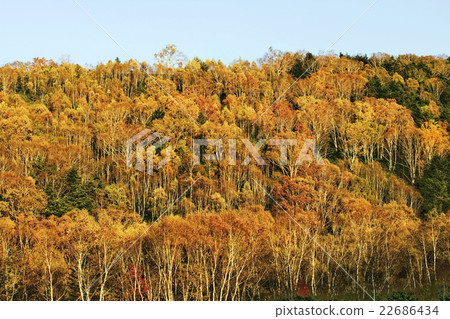 Fall of Shiga Kogen 22686434