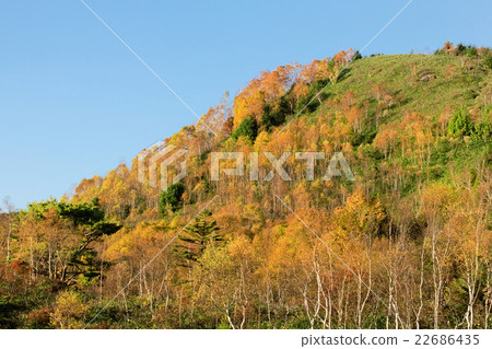 Fall of Shiga Kogen 22686435