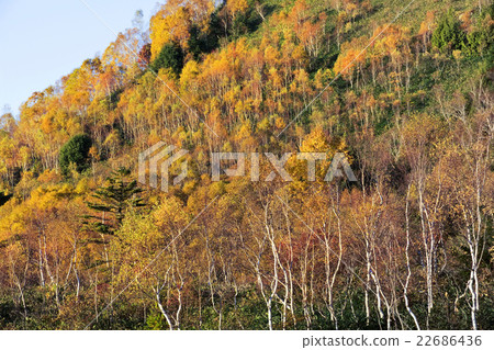 Fall of Shiga Kogen 22686436