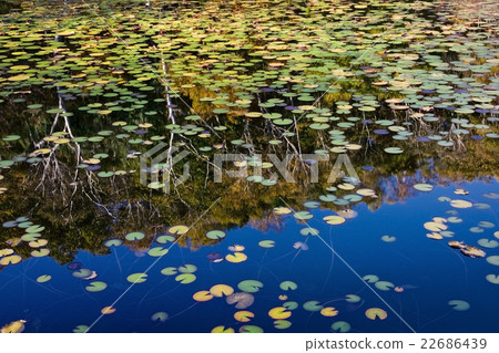 Fall of Shiga Kogen 22686439
