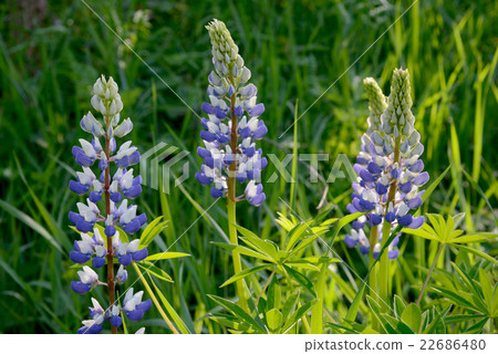 blue and white lupine flowers 22686480