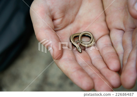 little slow worm on palm 22686487