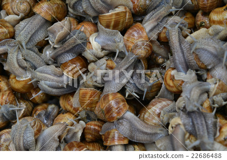 many edible snails many edible snails 22686488