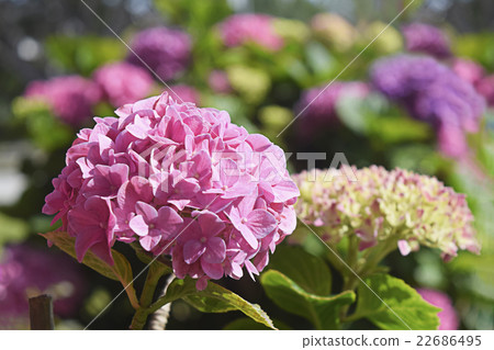 生動的粉紅色繡球花繡球花季節 生動的粉紅色繡球花繡球花季節 22686495