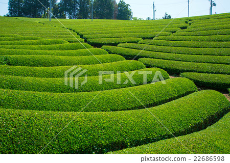 Tea plantation Tea plantation 22686598