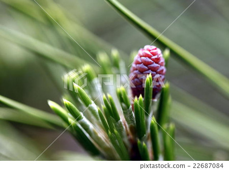 Pine Bokkuri's baby 22687084