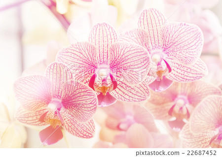 Beautiful purple orchid ,phalaenopsis orchid Beautiful purple orchid ,phalaenopsis orchid 22687452