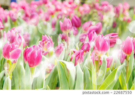 Colorful tulips blooming in sunlight,Flower tulips Colorful tulips blooming in sunlight,Flower tulips 22687550