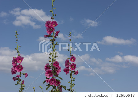 Hanaha oui in early summer 22690618