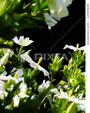 Pure white gardenia flower shining in black back full bloom 2 Pure white gardenia flower shining in black back full bloom 2 22690646