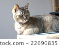 Cat drinking water 22690835