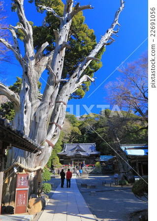 伊豆白濱神社藥劑師Kashiwamaki 伊豆白濱神社藥劑師Kashiwamaki 22691056