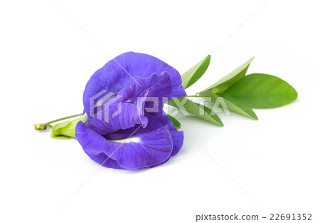 Asian pigeonwings flowe on white background Asian pigeonwings flowe on white background 22691352