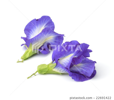 Asian pigeonwings flowe on white background Asian pigeonwings flowe on white background 22691422