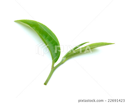 tea leaf isolated on white background 22691423