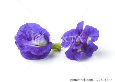 Asian pigeonwings flowe on white background Asian pigeonwings flowe on white background 22691482