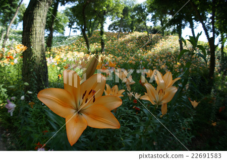 盛開的鮮花 盛開的鮮花 22691583