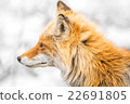Profile of Kita fox 22691805