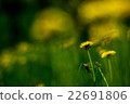 Dandelion 22691806