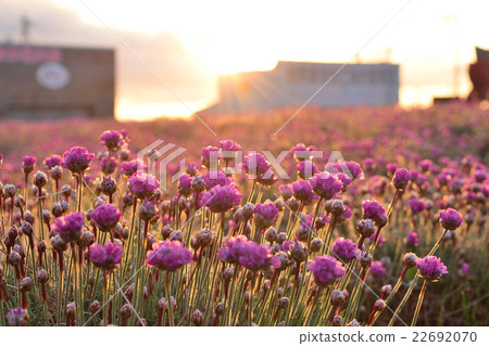 阿爾梅里亞 22692070