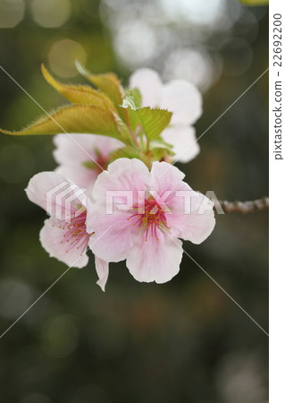 Cherry blossoms of Ninna-ji (Ariake) 22692200