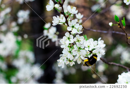 flowers of fruit trees - apple and pear on a backg 22692230