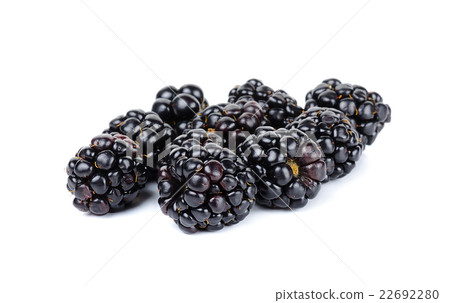 blackberry isolated on the white background blackberry isolated on the white background 22692280