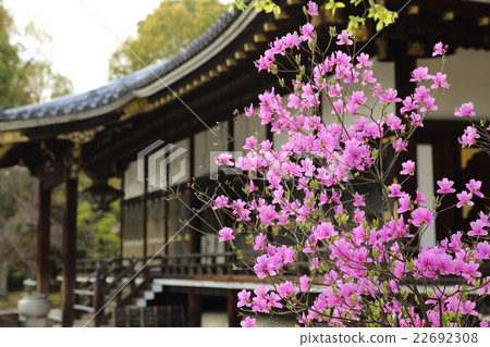 Mitsuba rice of Ninna-ji Temple Mitsuba rice of Ninna-ji Temple 22692308