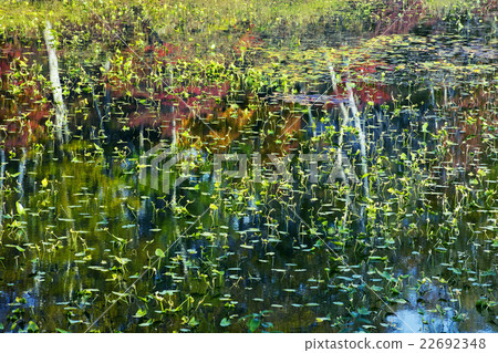 Shiga Kogen highlights of Lotus Pond Shiga Kogen highlights of Lotus Pond 22692348