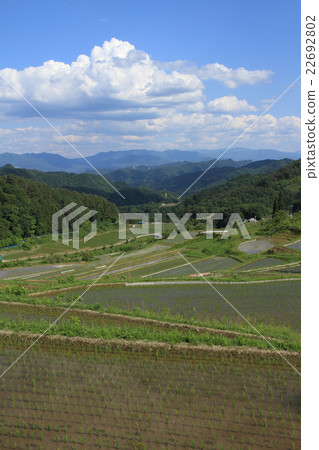 大豆町市八坂Kuruko的水稻梯田 22692802