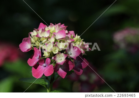 hydrangea hydrangea 22693465