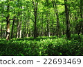The virgin forest of Kamikochi 22693469