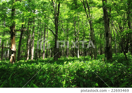 The virgin forest of Kamikochi The virgin forest of Kamikochi 22693469