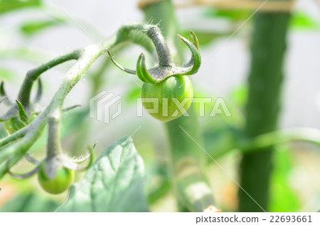 迷你番茄開始生長 22693661