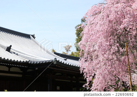 Shidarezakura of Legend Government Shidarezakura of Legend Government 22693692