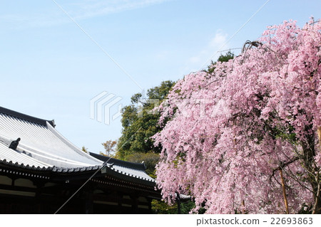 Shidarezakura of Legend Government 22693863