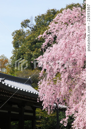 傳奇政府的Shidarezakura 傳奇政府的Shidarezakura 22693867