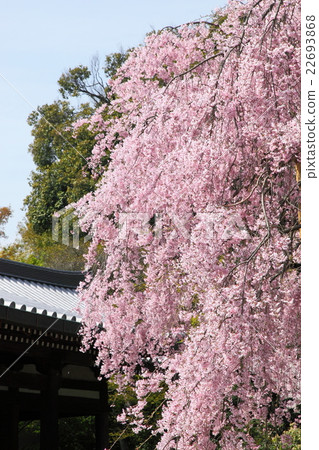 Shidarezakura of Legend Government 22693868