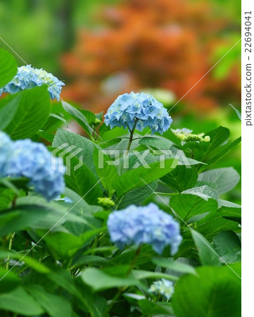 hydrangea hydrangea 22694041